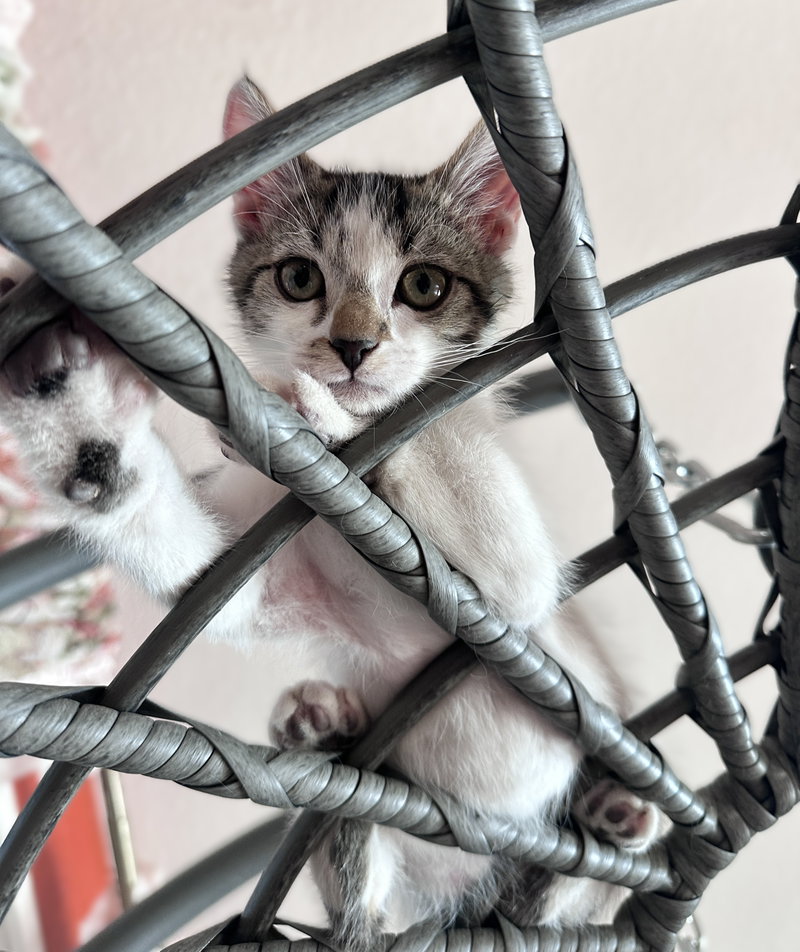 Domino, photo 2