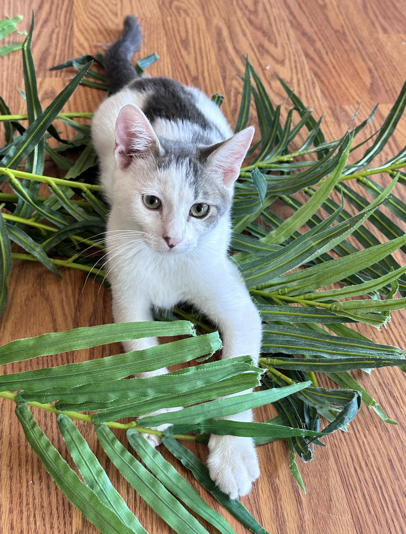 Inky, a male Tabby kitten up for adoption