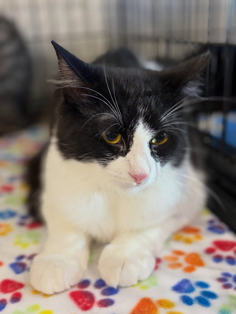 Herman, a male Tuxedo kitten up for adoption