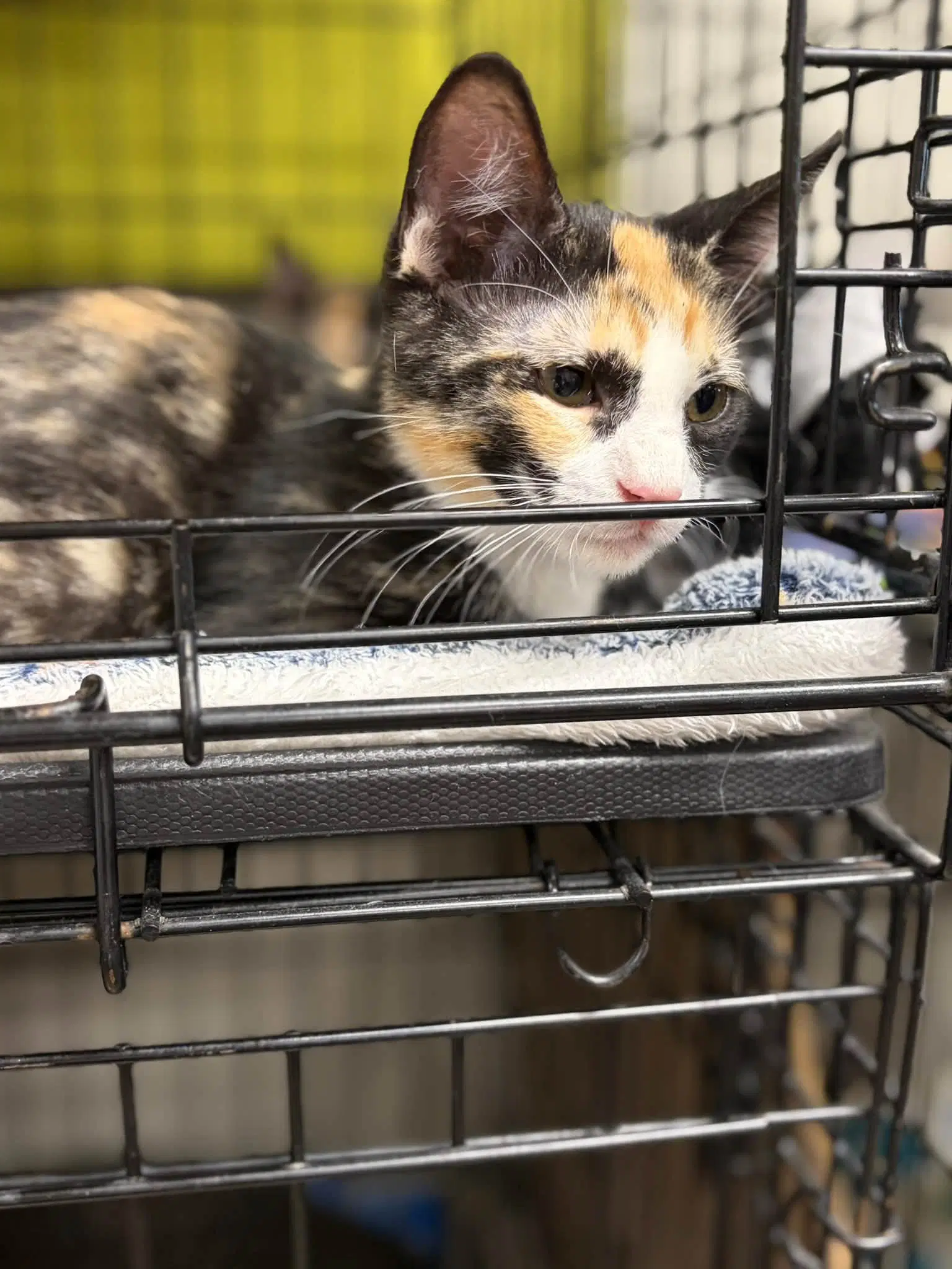 Cali - Calico