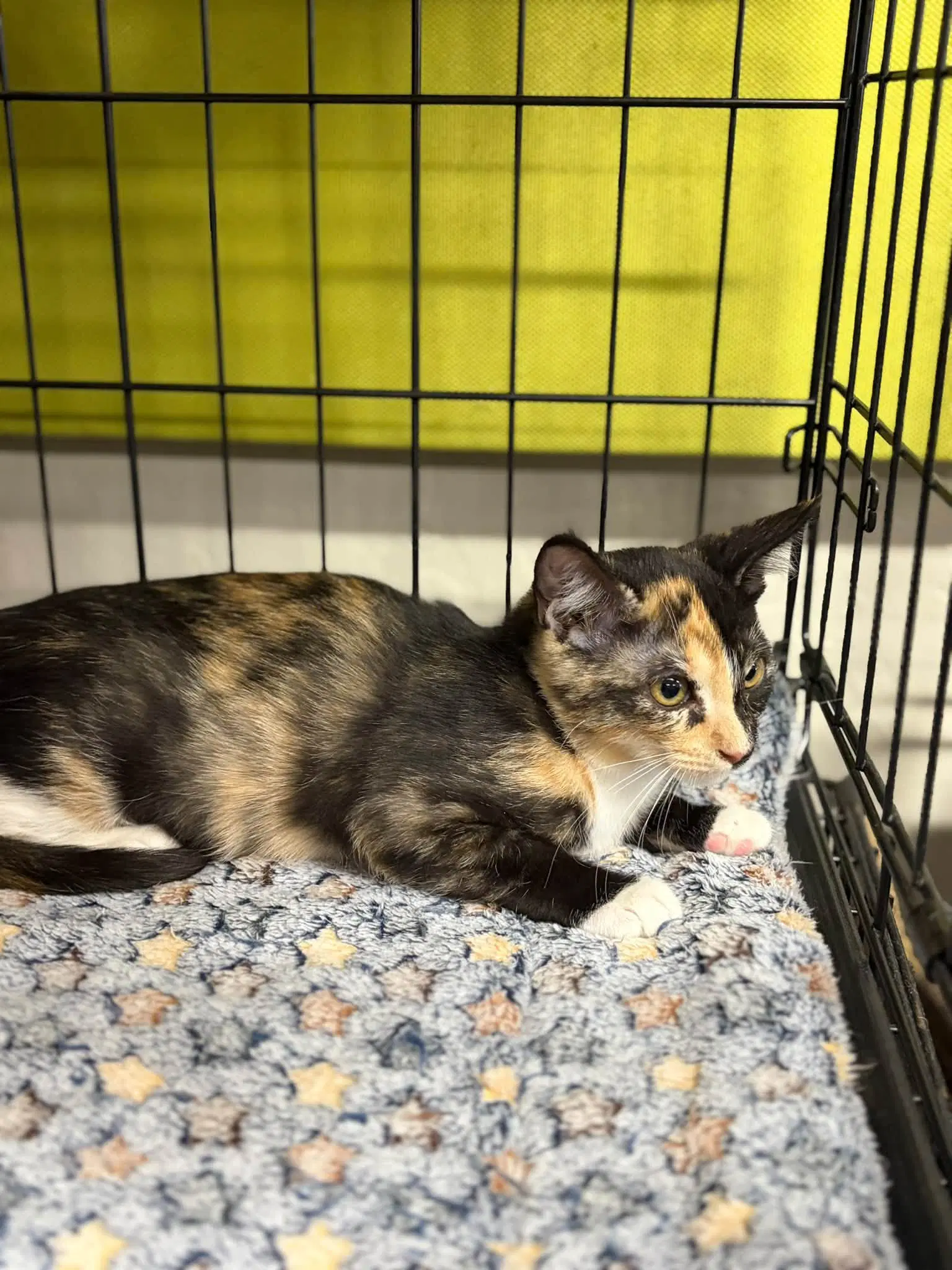 Split Face - Calico