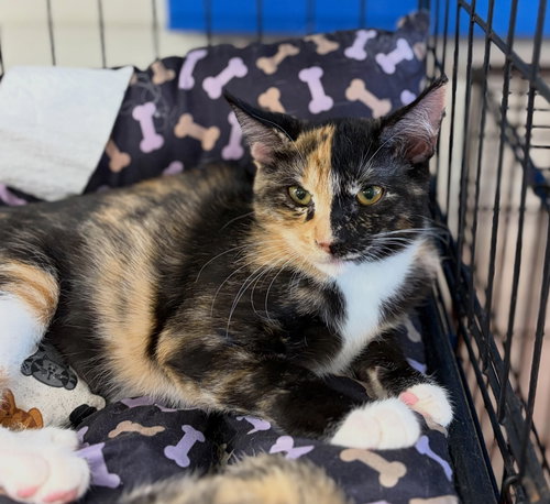Split Face, Tortoiseshell / Domestic Short Hair (short coat)