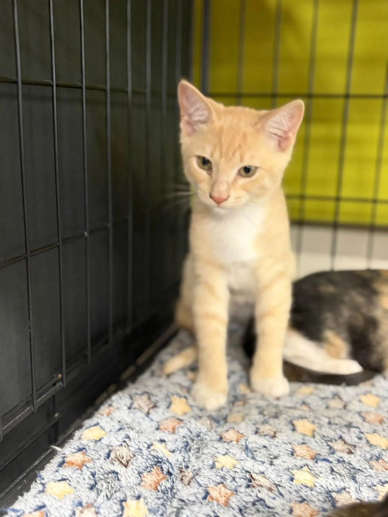 Peaches - Orange Tabby
