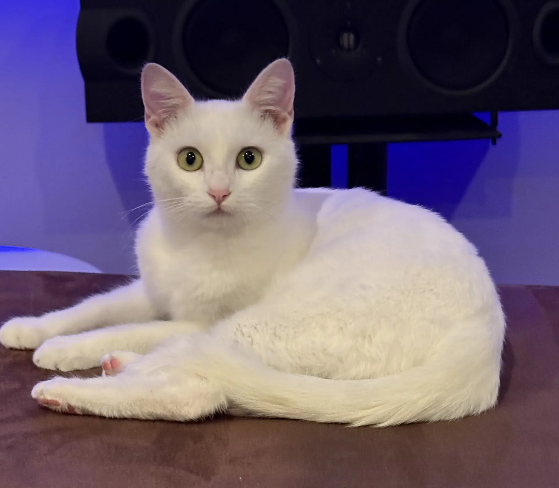 Dolly And Duchess - Turkish Angora