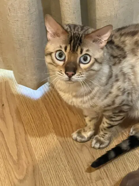 Babou - Bengal