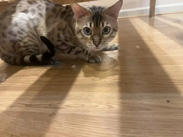 Babou image 2