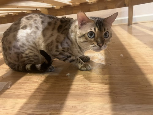 Babou, photo 3