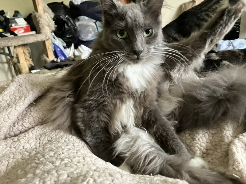 Nichi, a cat up for adoption