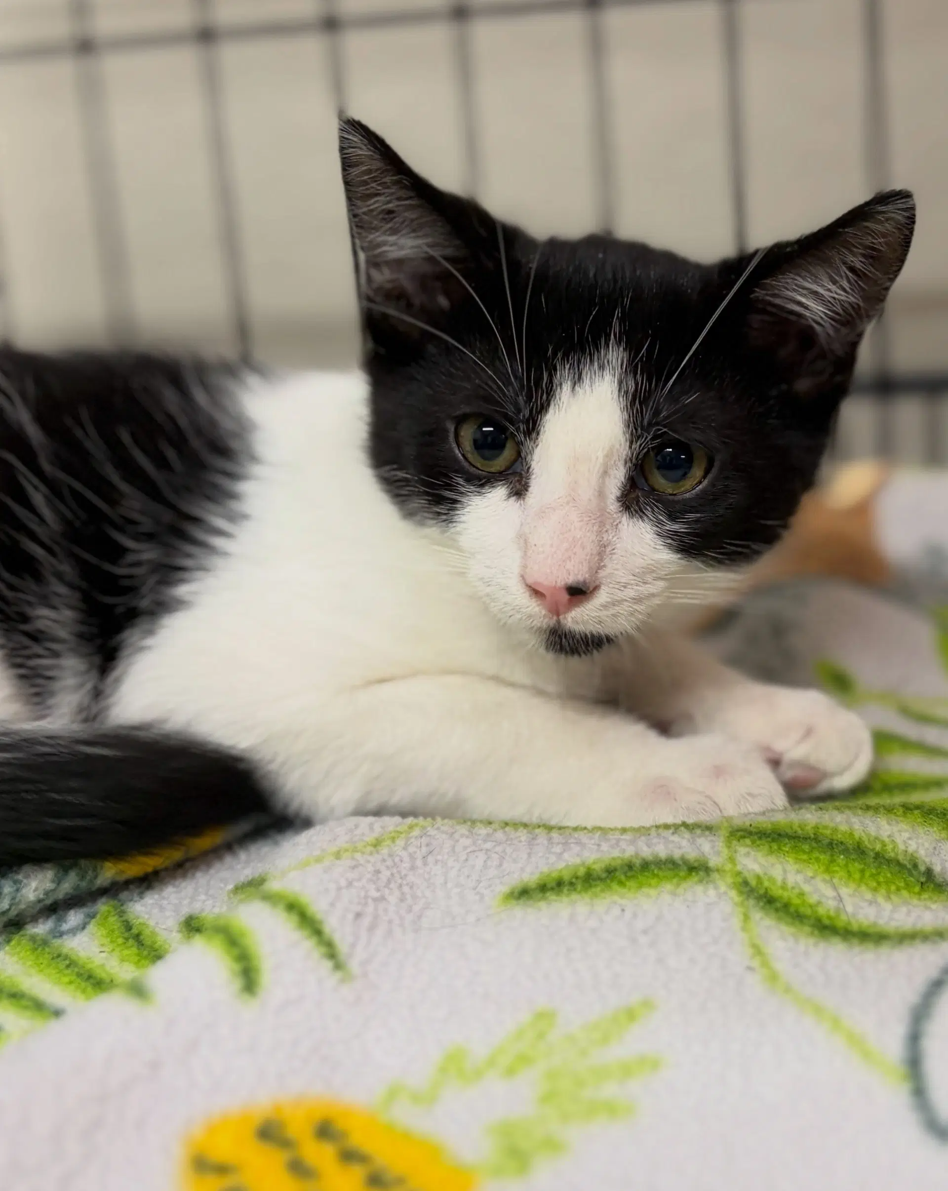 Bo - Tuxedo