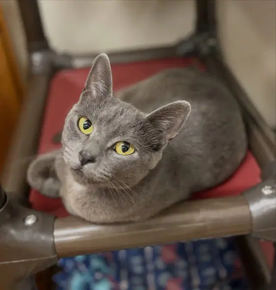 Keyshawna - Russian Blue