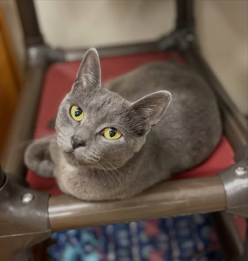 Keyshawna, Russian Blue / Domestic Short Hair (short coat)