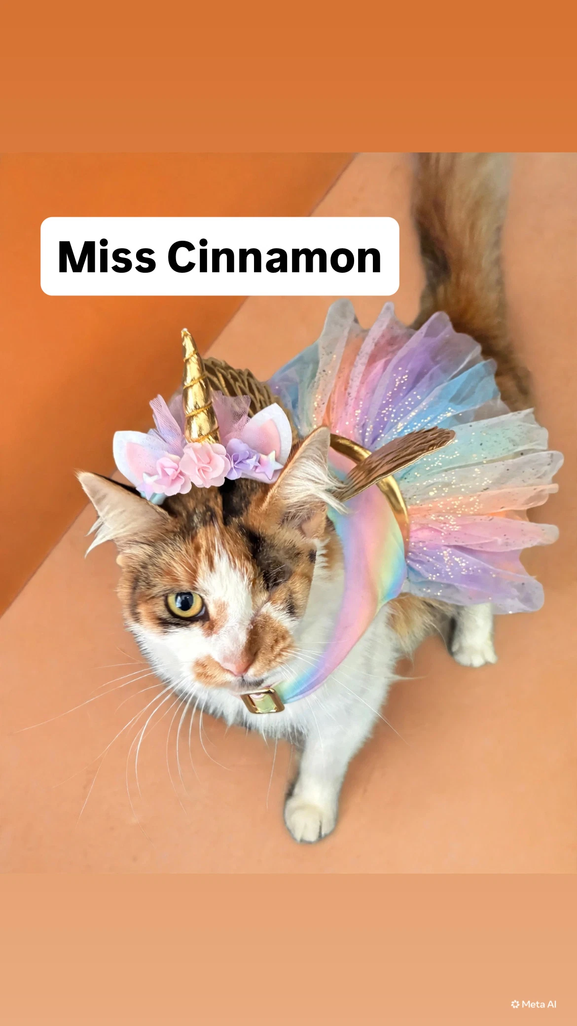 Miss Cinnamon At Martinez Pet Food Express