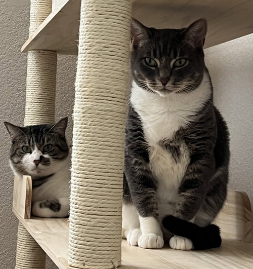 Kitten and Misty, Domestic Short Hair (short coat)