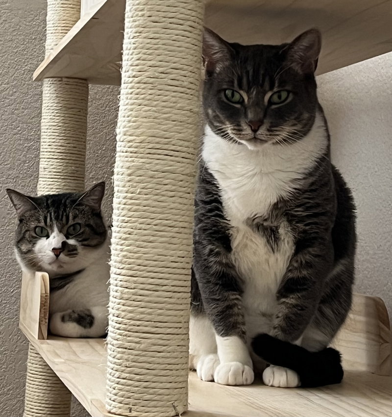Kitten and Misty, adult cats up for adoption