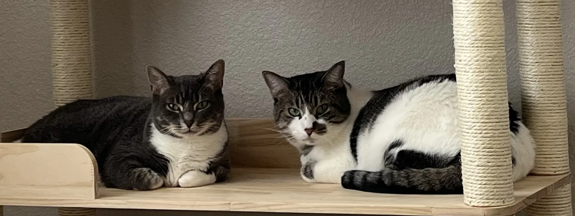 Kitten And Misty image 2