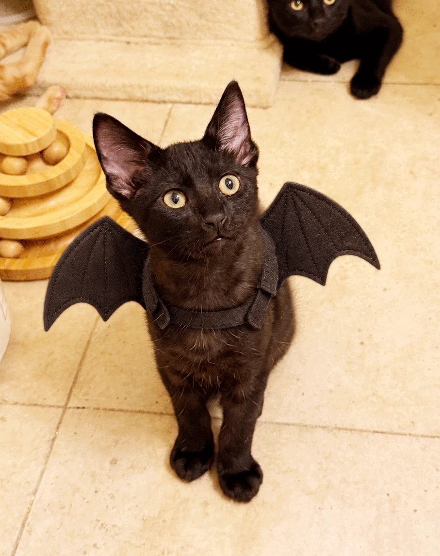 Boo