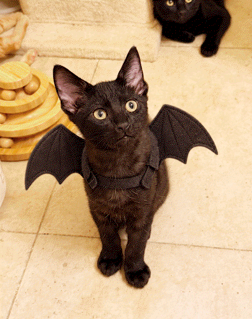 Boo, Bombay (short coat)