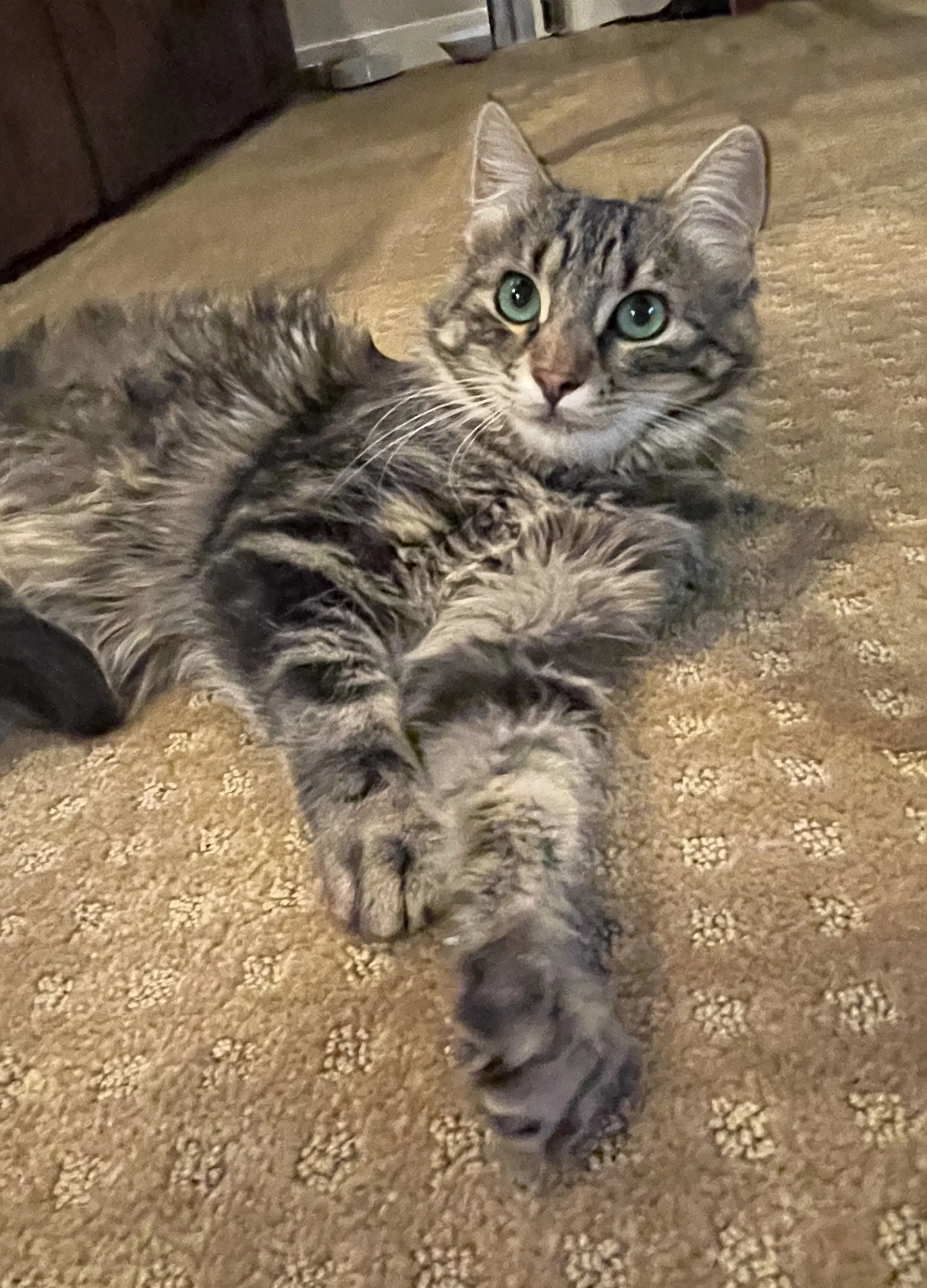 Hudson And Hazel - Maine Coon