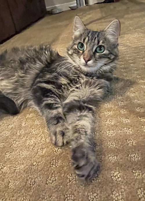 Hudson and Hazel, Maine Coon / Tabby