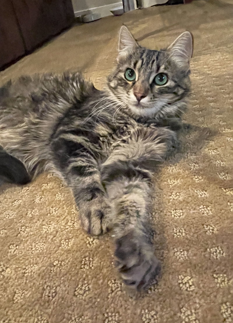 Hudson and Hazel, young Maine Coon cats up for adoption