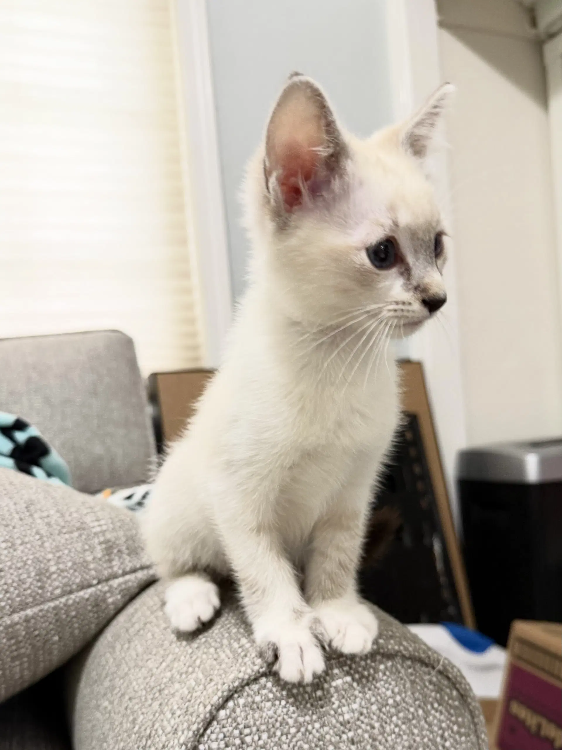 Weston And Snowy - Siamese