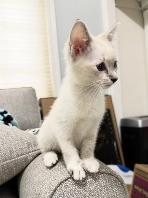 Weston and Snowy, Siamese / Siamese / Mixed (short coat)
