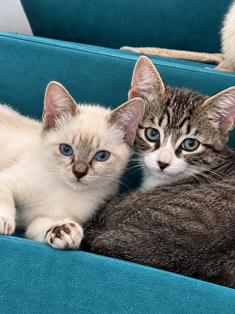 Weston and Snowy, photo 3