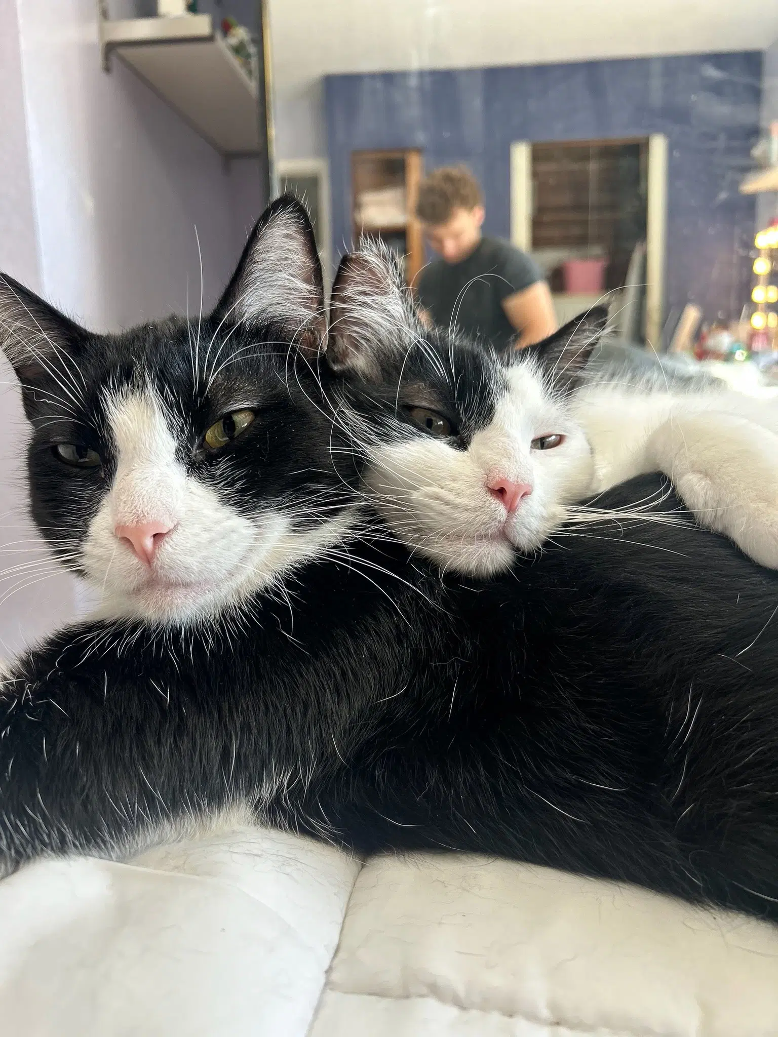 Tony And Mittens - Domestic Long Hair