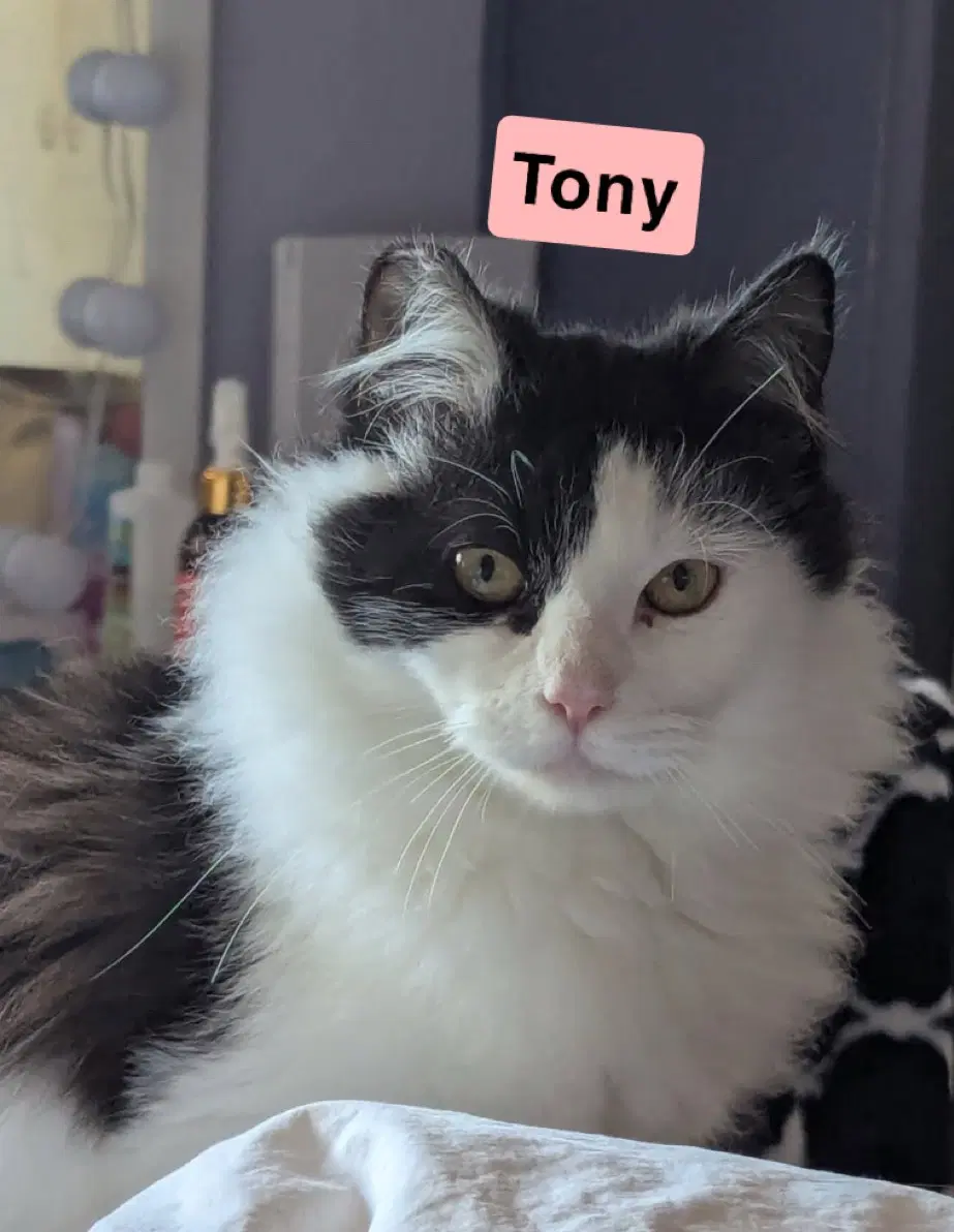 Tony And Mittens image 2