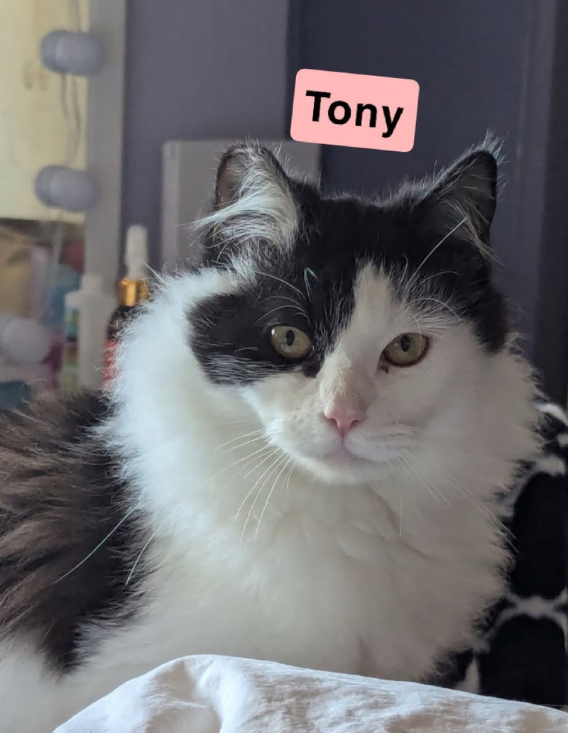 Tony and Mittens, photo 2