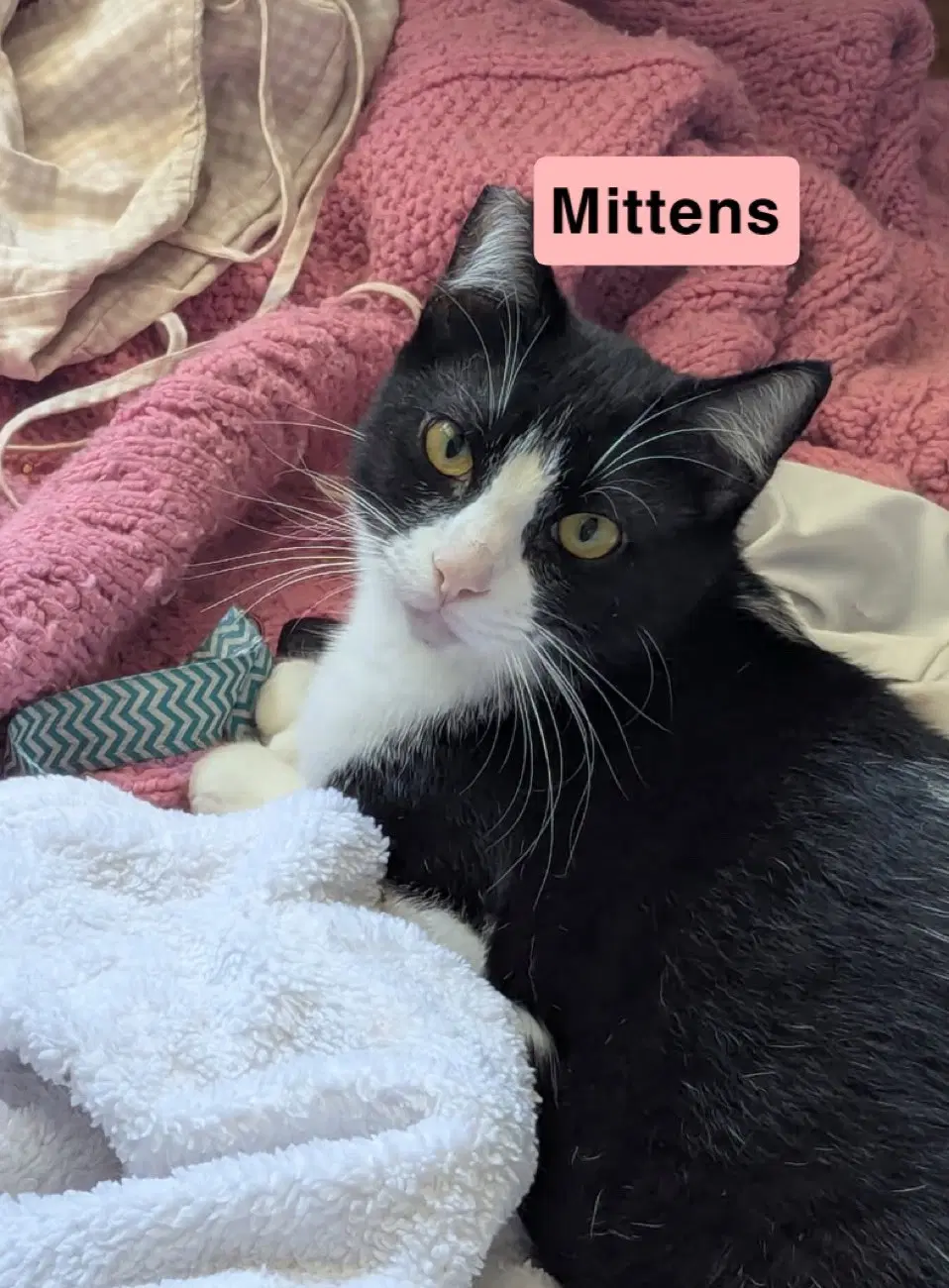Tony And Mittens image 3