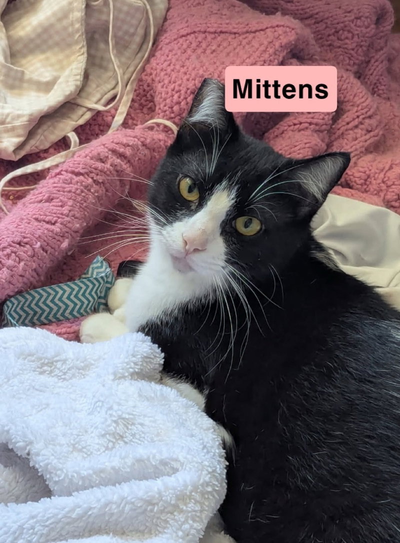 Tony and Mittens, photo 3