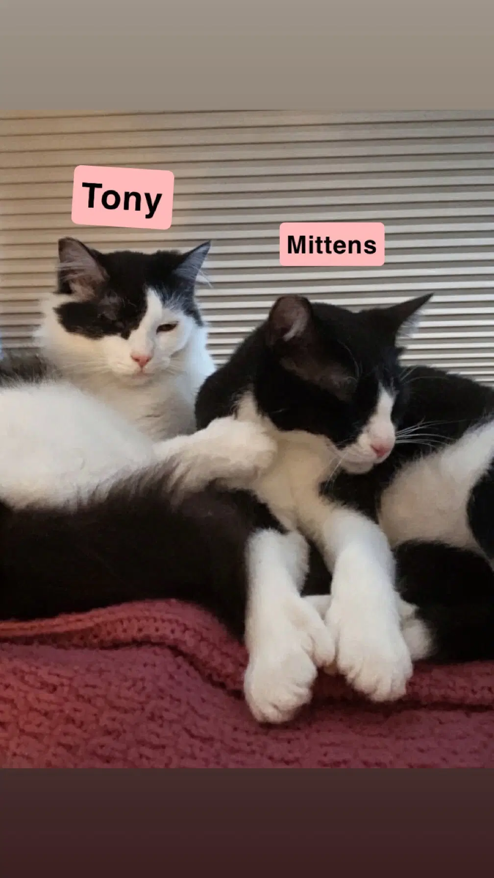 Tony And Mittens image 4