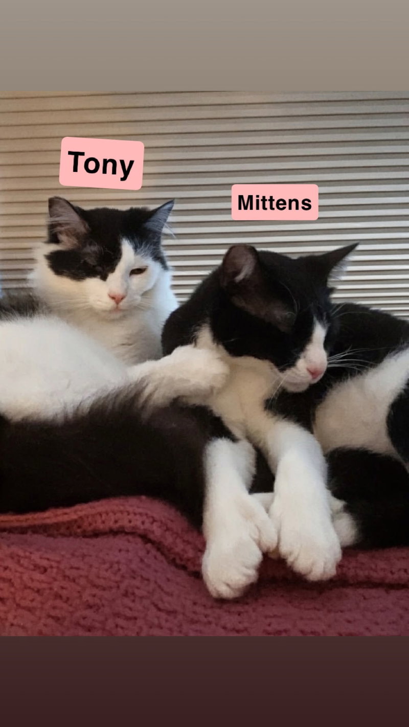 Tony and Mittens, photo 4