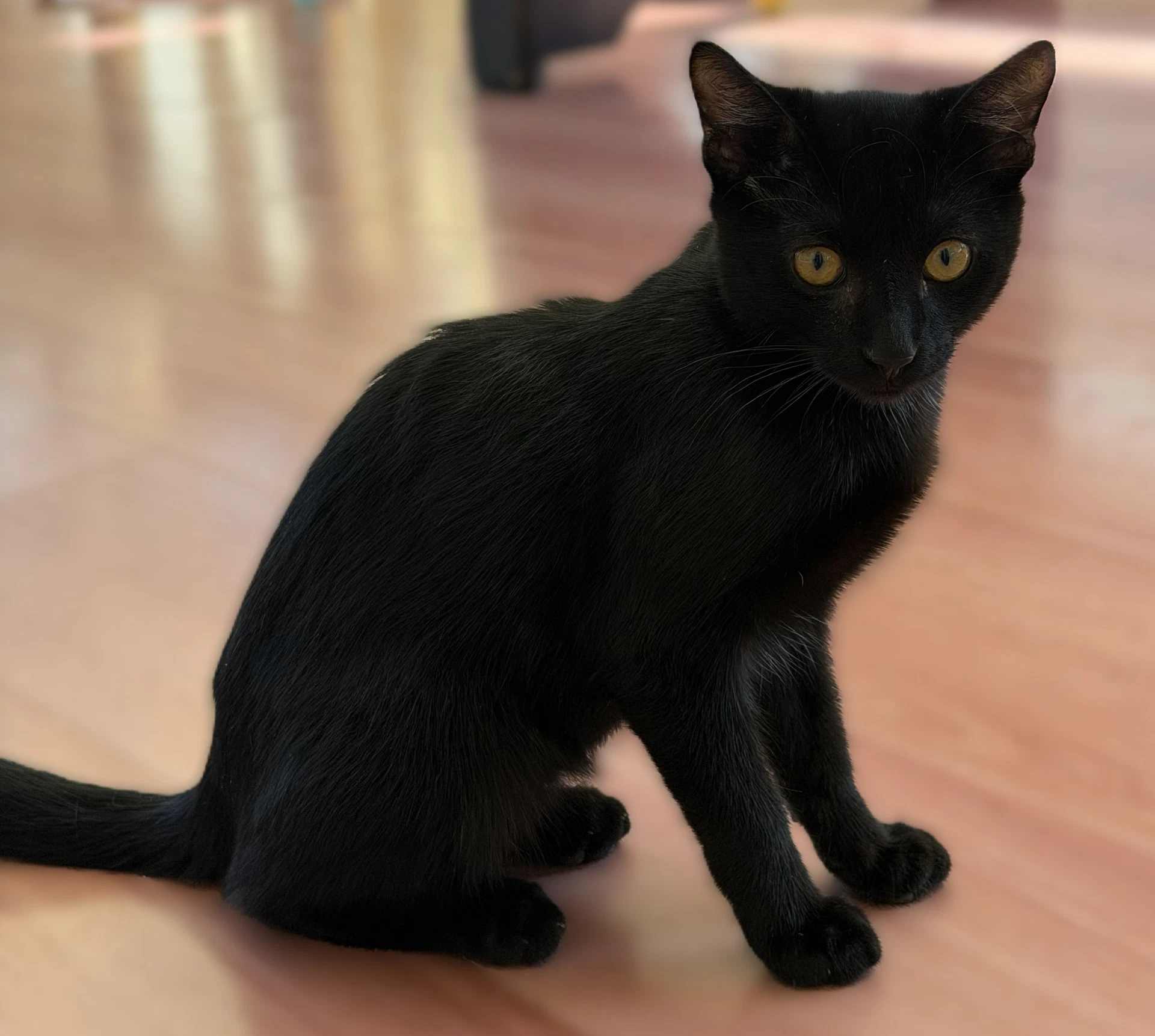Loki