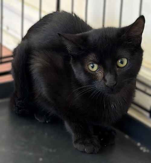 Sylvie, Bombay / Domestic Short Hair / Mixed (short coat)