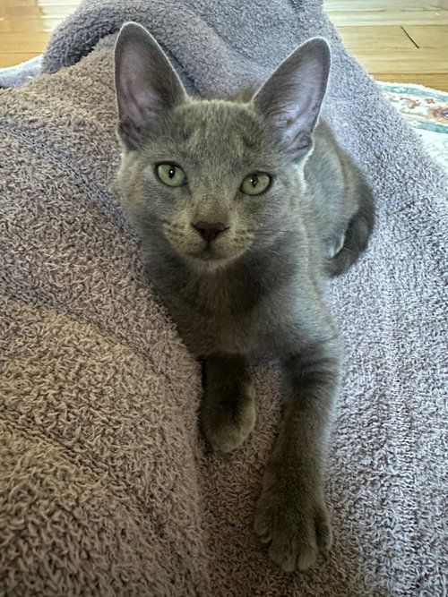 Zipper, Russian Blue / Mixed (short coat)
