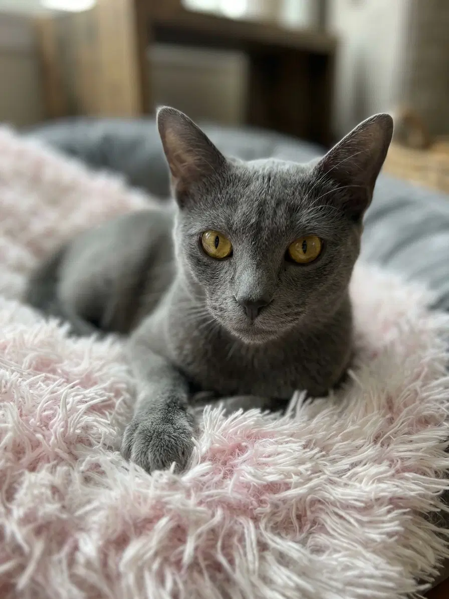 Huffle Puff - Domestic Short Hair
