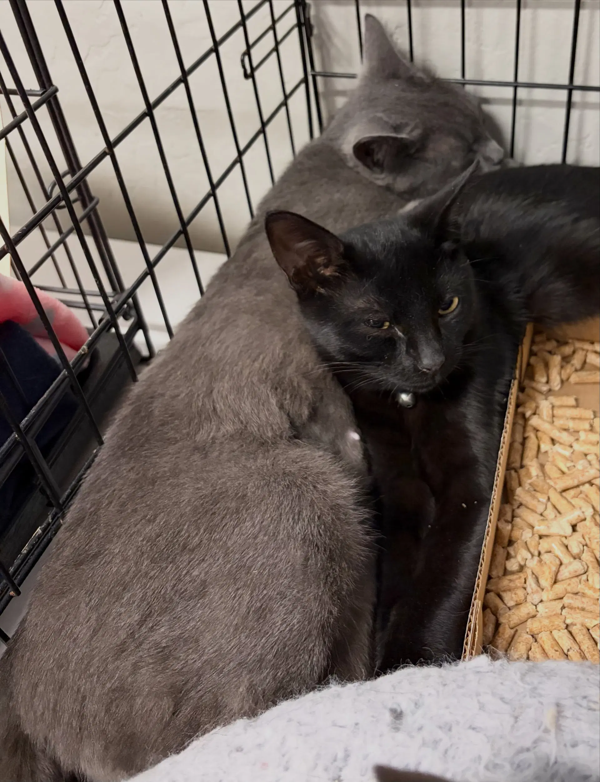 Key T - Russian Blue