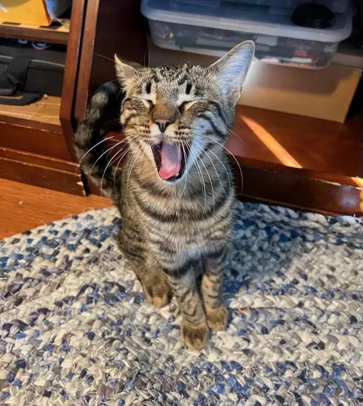 Penn - Tabby