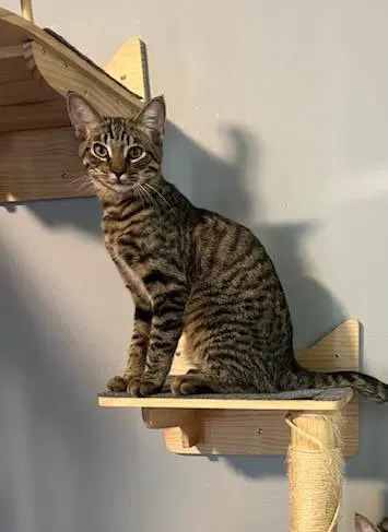 Leo - Tabby