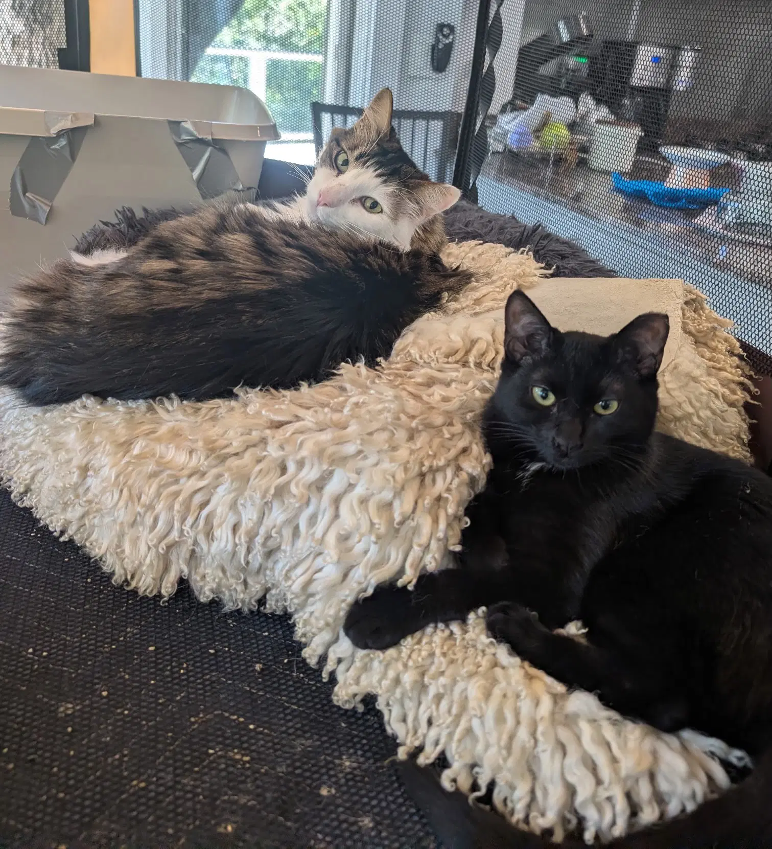 Bebe - Domestic Medium Hair