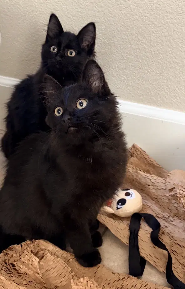 Squeakie And Sweetie - Domestic Long Hair