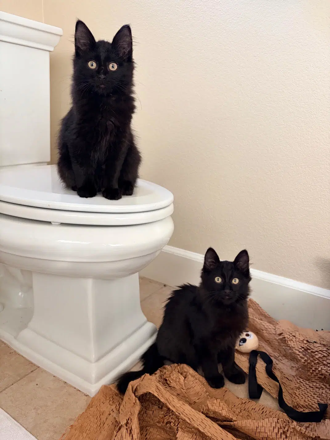 Sweetie And Squeakie - Domestic Long Hair