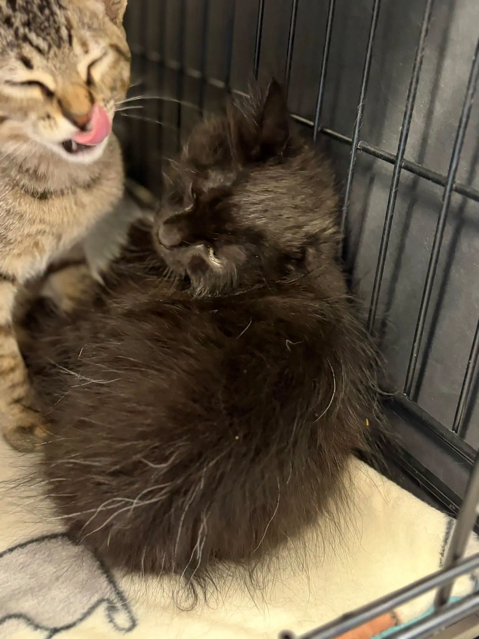 Bear And Mini - Maine Coon