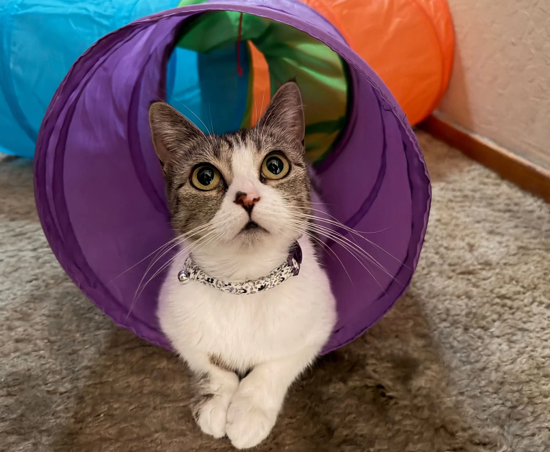 Lucille