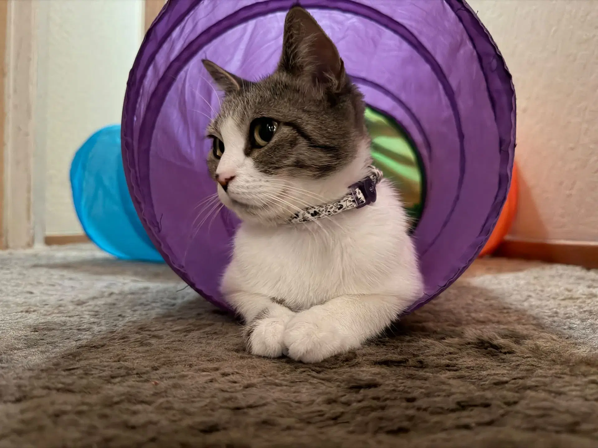 Lucille image 2