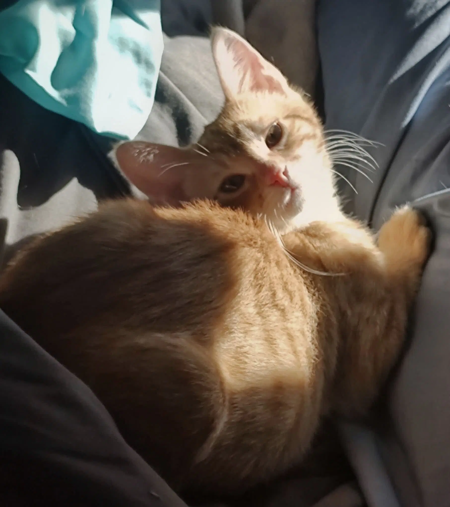 Baker - Tabby