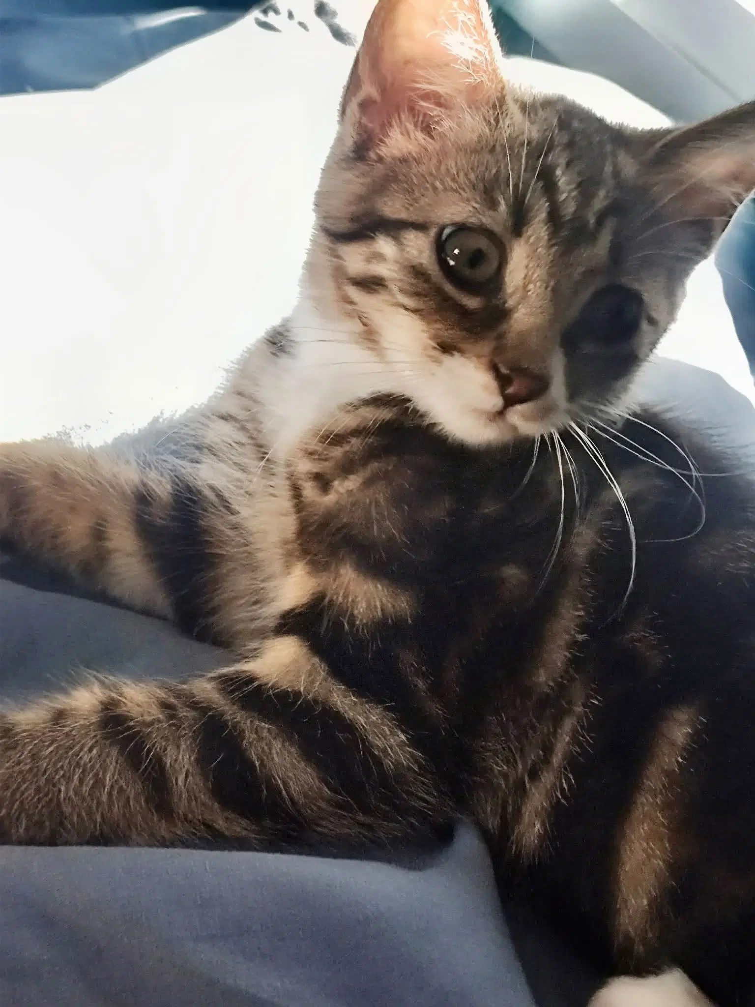 Tiny Tina - Tabby