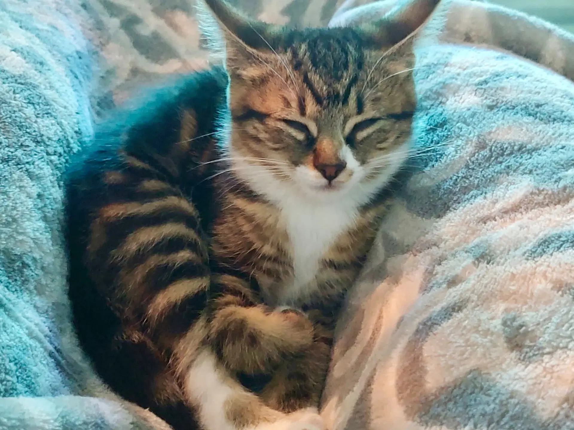 Tiny Tina image 2